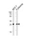 PRL-R antibody, abx034945, Abbexa, Western Blot image 
