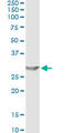 Apolipoprotein A1 antibody, LS-C196670, Lifespan Biosciences, Immunoprecipitation image 
