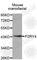 Pyrimidinergic Receptor P2Y4 antibody, A3059, ABclonal Technology, Western Blot image 