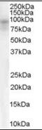 Dipeptidyl Peptidase Like 10 antibody, orb89718, Biorbyt, Western Blot image 