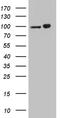 Karyopherin Subunit Beta 1 antibody, TA811714S, Origene, Western Blot image 