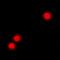 Zinc Finger Protein 195 antibody, orb341281, Biorbyt, Immunofluorescence image 