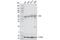 NFKB Inhibitor Beta antibody, 94101S, Cell Signaling Technology, Western Blot image 