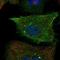Rho Family GTPase 1 antibody, PA5-67468, Invitrogen Antibodies, Immunofluorescence image 