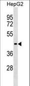 KIAA1572 antibody, LS-C157390, Lifespan Biosciences, Western Blot image 