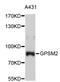 G-protein-signaling modulator 2 antibody, STJ23847, St John