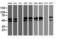 Neuroplastin antibody, LS-C173758, Lifespan Biosciences, Western Blot image 