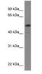 Transcription factor SOX-5 antibody, PA1-30863, Invitrogen Antibodies, Western Blot image 