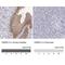 Oxysterol Binding Protein Like 3 antibody, NBP1-82968, Novus Biologicals, Immunohistochemistry paraffin image 