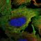 PTPRS antibody, NBP2-55570, Novus Biologicals, Immunofluorescence image 