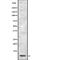 Apolipoprotein A2 antibody, abx148240, Abbexa, Western Blot image 