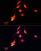 Suppressor Of Variegation 3-9 Homolog 1 antibody, 19-014, ProSci, Immunofluorescence image 