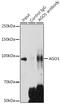 Argonaute RISC Component 1 antibody, GTX64586, GeneTex, Immunoprecipitation image 