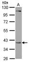 Phosphoribosyl Pyrophosphate Synthetase Associated Protein 2 antibody, NBP2-19966, Novus Biologicals, Western Blot image 