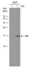 Inhibitor Of DNA Binding 3, HLH Protein antibody, GTX70201, GeneTex, Western Blot image 