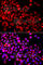 Calcium Binding And Coiled-Coil Domain 1 antibody, A7987, ABclonal Technology, Immunofluorescence image 