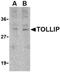 Toll Interacting Protein antibody, orb108997, Biorbyt, Western Blot image 