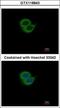 Synaptotagmin 6 antibody, GTX118843, GeneTex, Immunocytochemistry image 