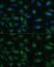 Progesterone Receptor Membrane Component 1 antibody, GTX54607, GeneTex, Immunofluorescence image 