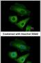 Olfactomedin Like 3 antibody, PA5-31581, Invitrogen Antibodies, Immunofluorescence image 