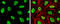 RAD21 Cohesin Complex Component antibody, GTX106012, GeneTex, Immunocytochemistry image 