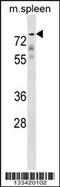 Glypican 2 antibody, 58-508, ProSci, Western Blot image 