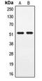 Periphilin 1 antibody, LS-C353451, Lifespan Biosciences, Western Blot image 