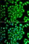 Mesenchyme Homeobox 1 antibody, LS-C349061, Lifespan Biosciences, Immunofluorescence image 