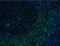 CD8 antibody, 372902, BioLegend, Immunohistochemistry paraffin image 