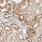 Ring Finger And CCCH-Type Domains 1 antibody, NBP1-89590, Novus Biologicals, Immunohistochemistry frozen image 