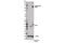 Forkhead Box M1 antibody, 14170S, Cell Signaling Technology, Western Blot image 