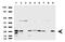 PYM Homolog 1, Exon Junction Complex Associated Factor antibody, UM800100, Origene, Western Blot image 