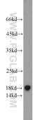 Transcription elongation factor B polypeptide 2 antibody, 10779-1-AP, Proteintech Group, Western Blot image 