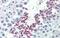 BetaKlotho antibody, GTX45558, GeneTex, Immunohistochemistry paraffin image 