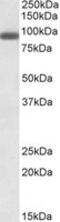 PR/SET Domain 1 antibody, MBS421986, MyBioSource, Western Blot image 