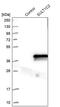 Sulfotransferase 1C1 antibody, PA5-52399, Invitrogen Antibodies, Western Blot image 