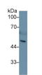 Heparanase antibody, LS-C297565, Lifespan Biosciences, Western Blot image 