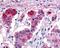 G Protein-Coupled Receptor 182 antibody, 48-236, ProSci, Enzyme Linked Immunosorbent Assay image 