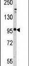 Glutamate Metabotropic Receptor 5 antibody, PA5-13361, Invitrogen Antibodies, Western Blot image 