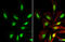 Bromodomain Containing 3 antibody, GTX115058, GeneTex, Immunocytochemistry image 