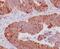 Cytochrome C, Somatic antibody, M03529-1, Boster Biological Technology, Immunohistochemistry paraffin image 