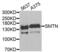 Smoothelin antibody, PA5-77011, Invitrogen Antibodies, Western Blot image 