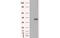 Sterol O-Acyltransferase 2 antibody, MBS533885, MyBioSource, Western Blot image 