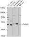 Cholinergic Receptor Nicotinic Alpha 7 Subunit antibody, 16-294, ProSci, Western Blot image 