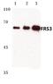 Fibroblast Growth Factor Receptor Substrate 3 antibody, PA5-36403, Invitrogen Antibodies, Western Blot image 