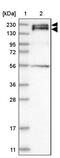 Synaptojanin-2 antibody, PA5-56784, Invitrogen Antibodies, Western Blot image 