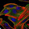 Ribosomal Protein S6 Kinase A3 antibody, LS-C812763, Lifespan Biosciences, Immunofluorescence image 