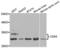 Cyclin Dependent Kinase 5 antibody, abx004382, Abbexa, Western Blot image 