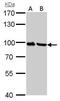 Plasminogen antibody, PA5-34677, Invitrogen Antibodies, Western Blot image 