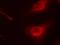 Cofilin 1 antibody, orb14858, Biorbyt, Immunofluorescence image 